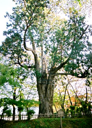 弘前公園のネズコ