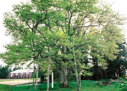壱本木の種蒔桜