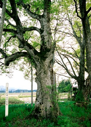 壱本木の種蒔桜