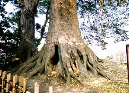 七戸城跡のモミ