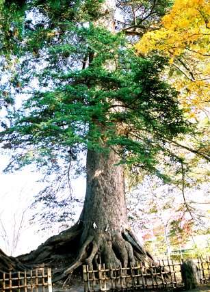 七戸城跡のモミ