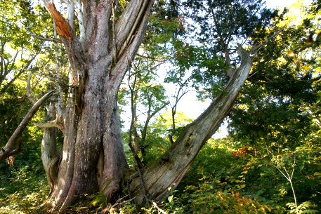 川原毛の大ネズコ　No2