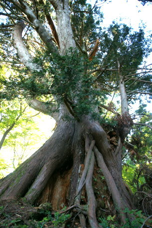 川原毛の大ネズコ　No1