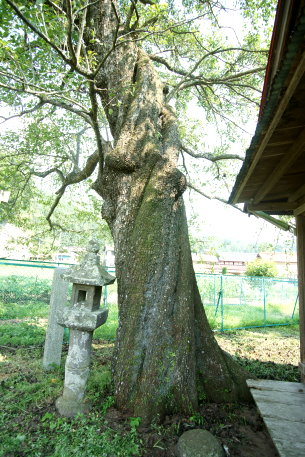 稲田のヤマナシ