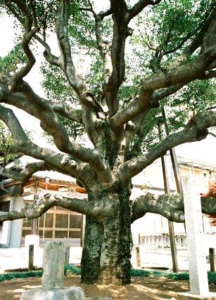 馬蹄寺のモッコク
