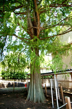 中之条高校のラクウショウ