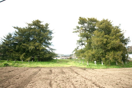 町屋の二本カヤ　No2