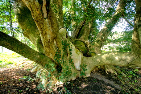 町屋の二本カヤ　No2