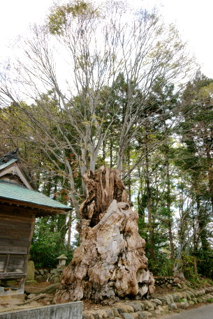 三田八幡神社のケヤキ