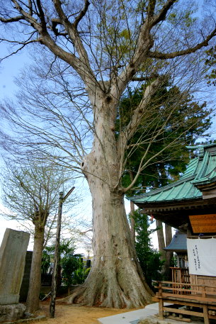 鹿島御子神社の大ケヤキ