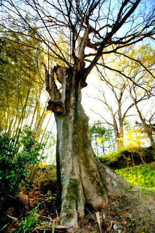 岩角山のエノキ