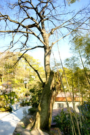 岩角山のエノキ