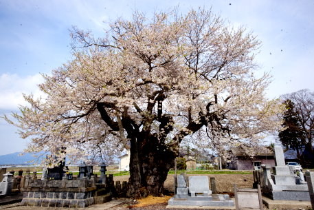 東麻生の種蒔桜