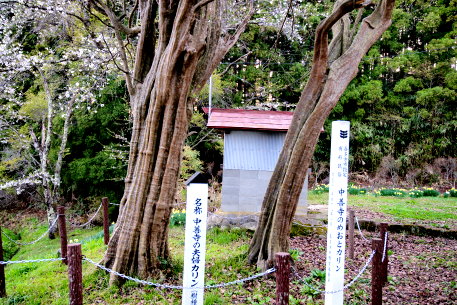 中善寺のめおとカリン