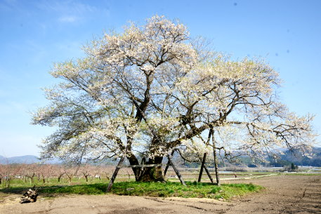 馬ノ墓の種蒔桜