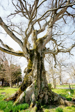 浜路のエゾエノキ