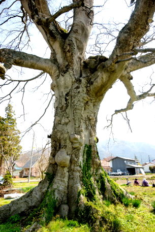 浜路のエゾエノキ