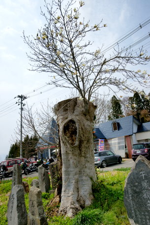 上弥次のコブシ