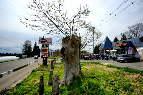 上弥次のコブシ