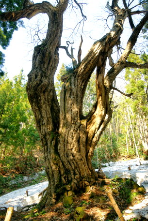 旧若宮八幡神社の大クリ