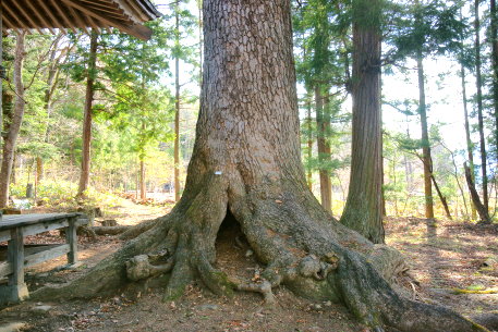 雷電神社のモミ
