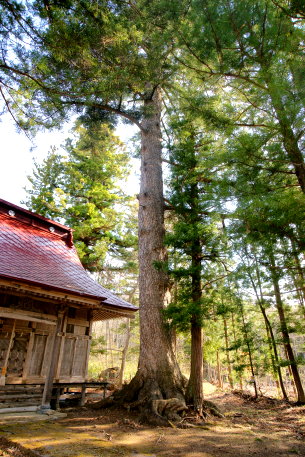 雷電神社のモミ