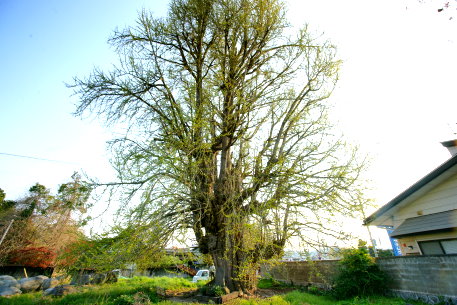 長崎楯の大イチョウ