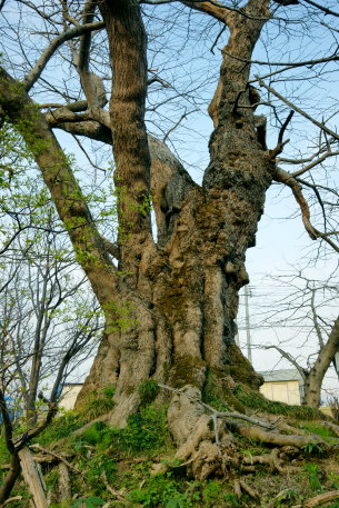 洲島のサイカチ