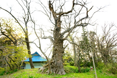 洲島のサイカチ