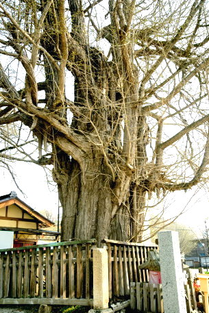 熊野神社の大イチョウ