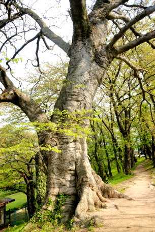 霞城公園のエゾエノキ