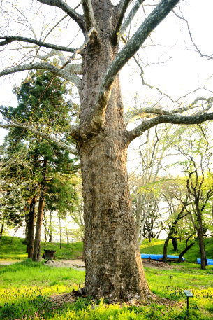 霞城公園のプラタナス