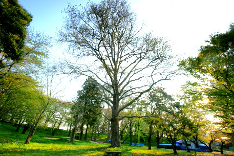霞城公園のプラタナス