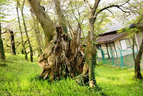 霞城公園のサイカチ　No2