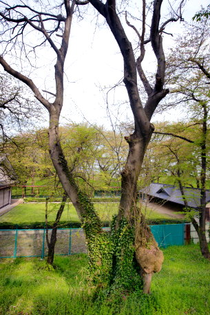 霞城公園のサイカチ　No2