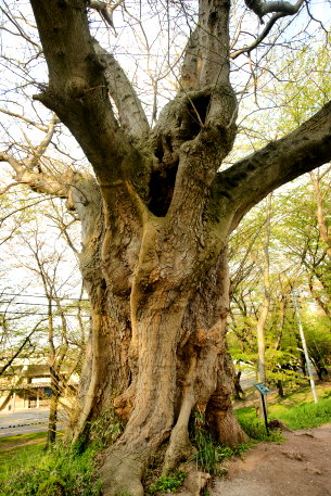 霞城公園のサイカチ　No3