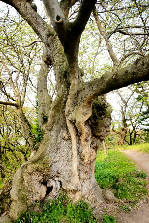霞城公園のサイカチ　No4