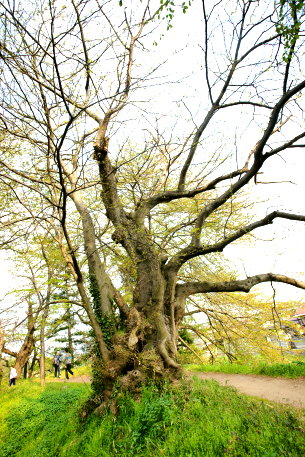 霞城公園のサイカチ　No4