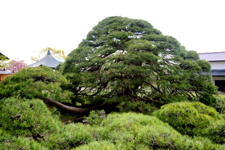 本覚寺の左右の松