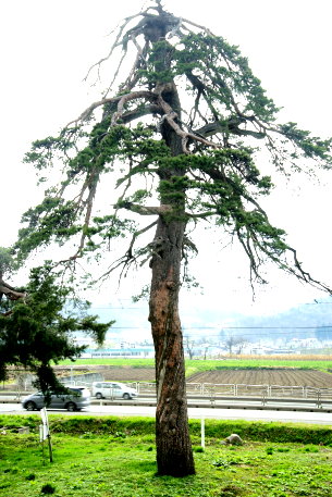 松の木 尾上の松 | 巨樹｜樹の国・日本