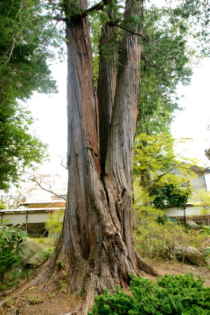 道満の三光ヒバ