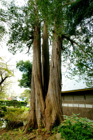 道満の三光ヒバ