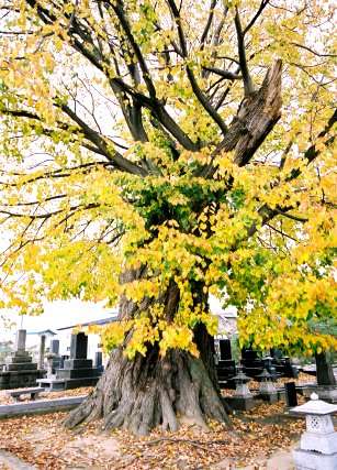 浄林寺のシナノキ