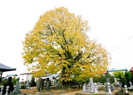 浄林寺のシナノキ