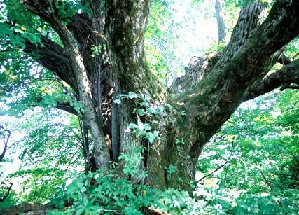 池の平のシナノキ