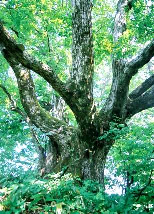 池の平のシナノキ