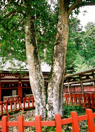 塩釜神社のタラヨウ