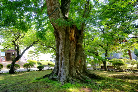 三戸城山のサイカチ
