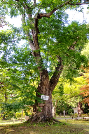 三戸城山のサイカチ