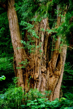 斗賀神社のイチョウ
